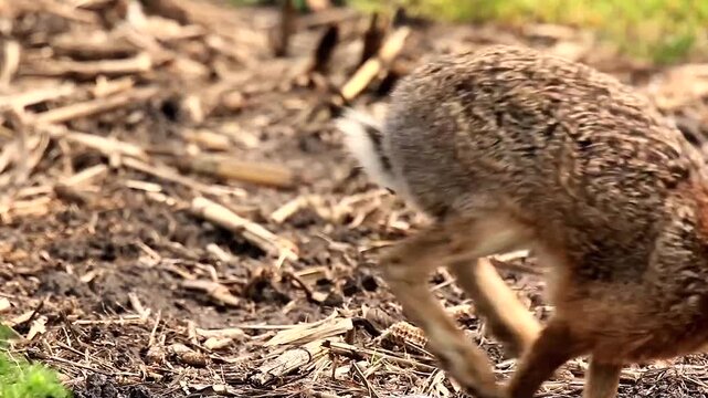 hare, Lepus europaeus, washes itself, runs away 4
