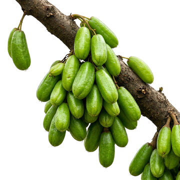 Cluster of green sour fruits hanging from tree branch, tropical produce, oblong shape.