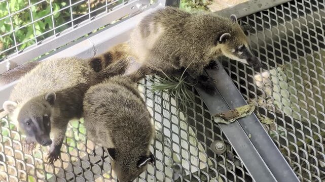 Group of South American coatis, Nasua, in Iguazu National Park, Misiones Province, Argentina.
