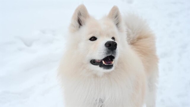 A Samoyed dog runs through the snow.