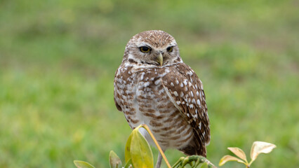 Fototapeta premium Florida Burrowing Owl in Natural Habitat