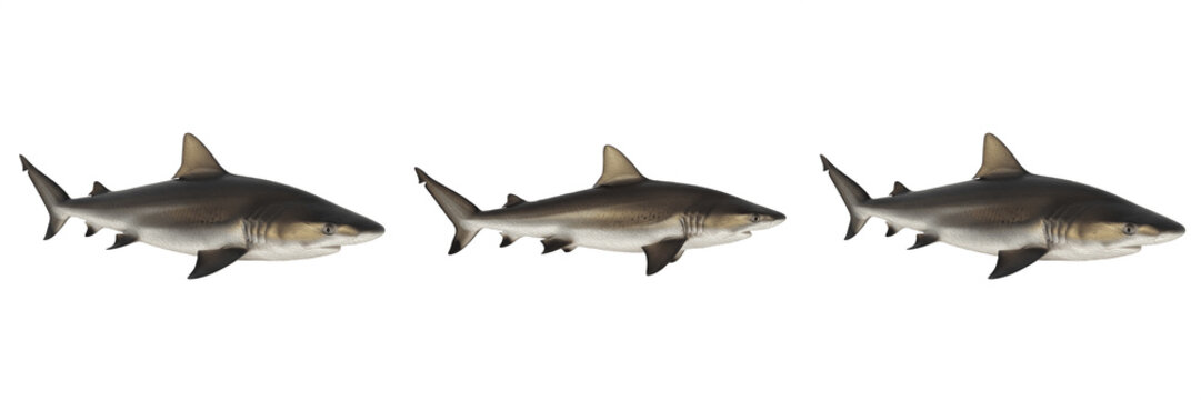 Grey Reef Shark Profile Marine Predator Isolated On High Quality Transparent Background PNG Cutout Image