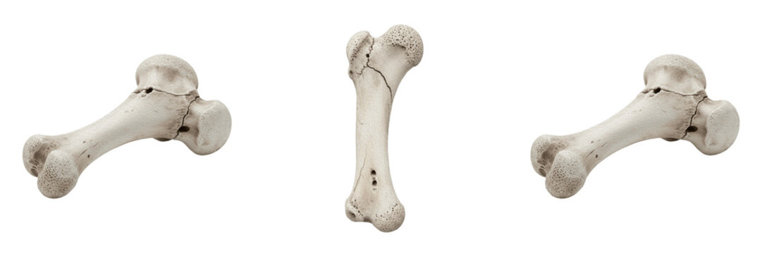  Anatomical Human Femur Leg Bone Structure Isolated On High Quality Transparent Background PNG Cutout Image