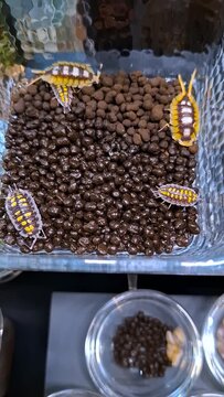 Macro shot of exotic isopods (woodlice) crawling on a dark soil substrate in a glass terrarium. Decorative pet crustacean behavior.