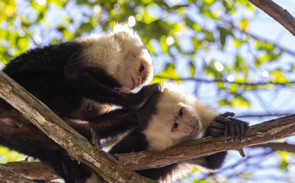 White-faced capuchins in Costa Rica. 