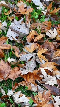 Dry autumn leaves scattered on green grass. Brown maple foliage fallen on meadow floor representing seasonal change nature background for environmental concepts.