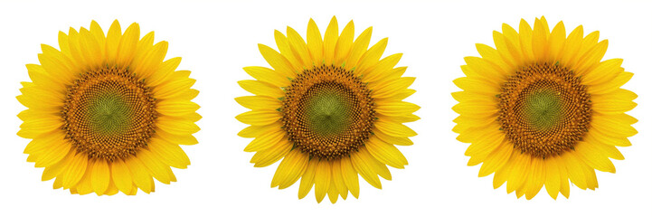 Obraz premium Set and collection of yellow sunflower isolated on white background 