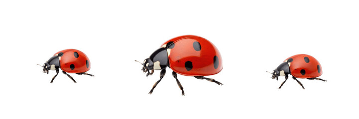 Set and collection of red ladybug beetle isolated on white background  © miniworld