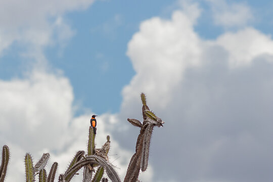 Watcher of the Mandacaru