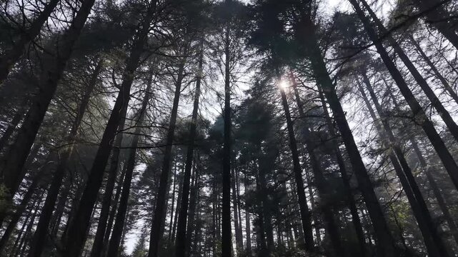 Deodar trees Kanatal