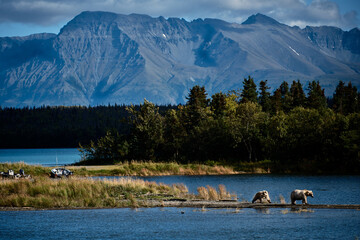 Grizzly Bears on Lakeshore with Mountain Backdrop Alaska © Ayan