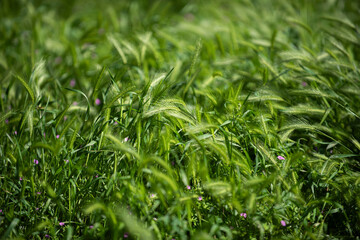 Fototapeta premium Green wheat field. Wheats land. Background of wheat ears. Fields landscape. Field of wheats. Wheat field. Ear of wheats in field.