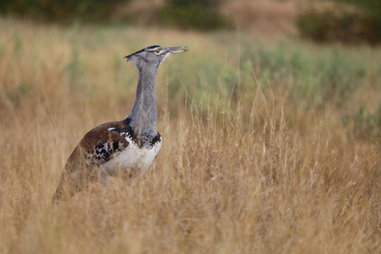 Riesentrappe / Kori bustard / Andreotis kori