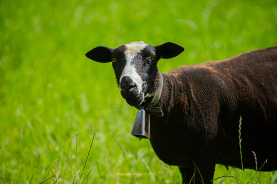 Sheep eating grass. Sheep at farm. Woolly sheep. Sheep at pasture. Green meadow with domestic animals. Natural farm rhythm. Farm life.