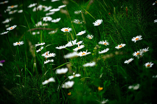 Chamomile daisy flowers in green meadow. Alpine pasture with natural plants. Peaceful countryside scene. Clean background floral background meadow background nature background.