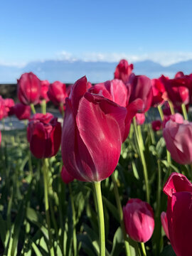 Vibrant Pink Tulips Blooming Together in a Beautiful Spring Garden Floral Display