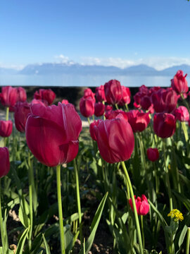 Stunning Pink Tulips With Delicate Petals in Full Spring Bloom in a Colorful Garden