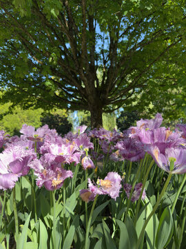 Stunning Deep Violet Tulips Blooming in Full Color in a Vibrant Spring Garden Setting