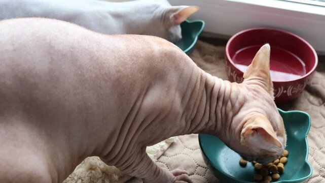 A domestic cat enjoys its meal from a bright blue ceramic bowl