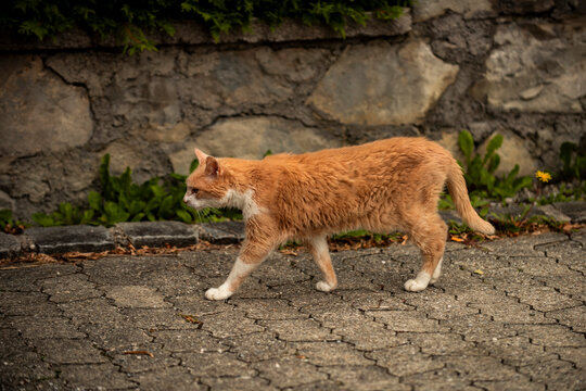 Stray orange cat walks on street. Urban street scene with cat. Curious cat exploring area. Small animal in city. Domestic cat.