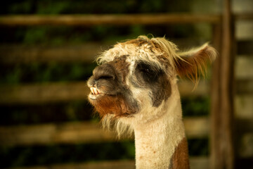 Lama animal standing in field. Farm animal grazing in nature. lama outdoors. Animal in natural environment. © Korneliia
