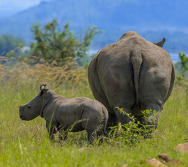 Fototapeta premium Baby Rhino or Rhinoceros calf with mother in Pilanesberg during safari