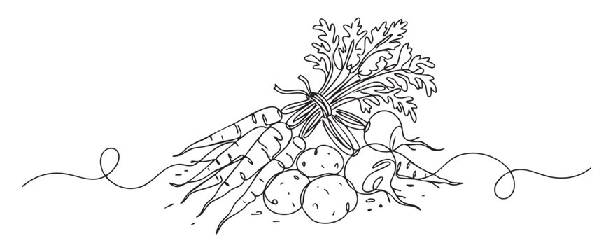 Continuous line drawing of a root vegetables bunch including carrots and potatoes for healthy nutrition concept, minimalist vector illustration on transparent background