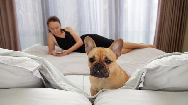 Portrait of sweet, naive-looking dog sitting on bed, gazing directly with quiet, lost expression. In blurred background, her owner lies fully absorbed in smartphone, unaware of dog's plea