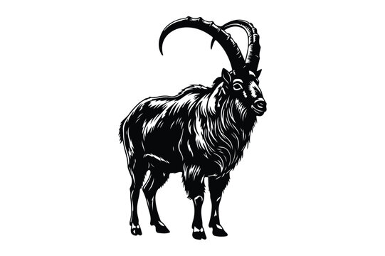 Majestic ibex with large curved horns standing on white background, wildlife