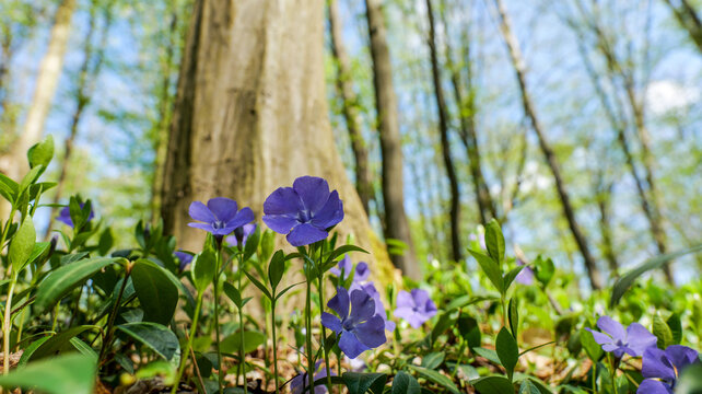 Vibrant purple periwinkle flowers bloom in a sun-dappled forest clearing