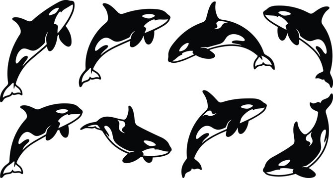 seven orcas swimming in different directions vector illustration