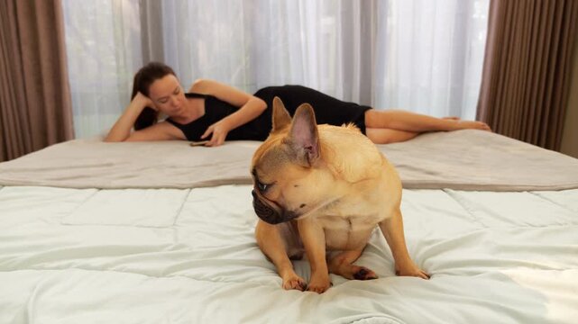 Sad dog sitting on bed, looking back over shoulder at her owner absorbed in smartphone scrolling. Frenchie patiently waits for attention but eventually turns away, feeling lonely and overlooked