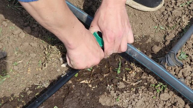 Farmer installing a t fitting valve on a drip irrigation system pipe, connecting the water supply for efficient watering and sustainable agricultural cultivation