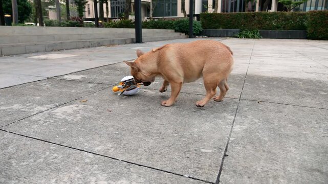 Playful dog runs after crawling toy crab and nudges it gently with its muzzle, eventually tipping toy onto its side. Now motionless, crab lies on ground waving its legs in air. Slow motion shot