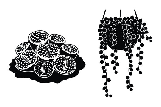 Succulent plants: group of lithops and string of pearls in hanging pot