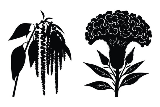Amaranth and celosia silhouette vector illustration with amaranth, silhouette