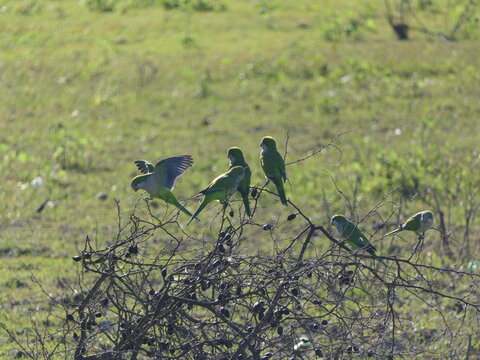 Loros en sociedad