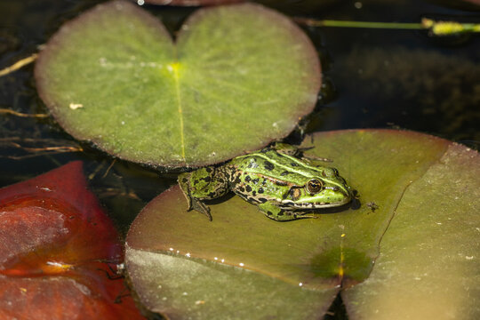 Green frog (Pelophylax) resting on water lily leaves in pond, wildlife nature scene