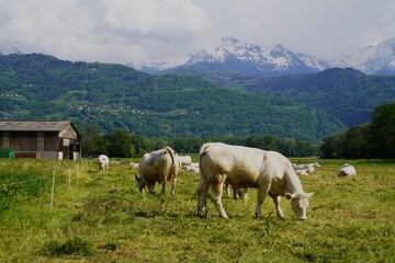 Fototapeta premium Beautiful grass-fed cows grazing in a lush Alpine pasture