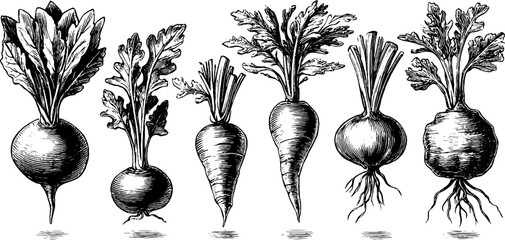 Naklejka premium Assorted root vegetables arranged with leafy tops on white