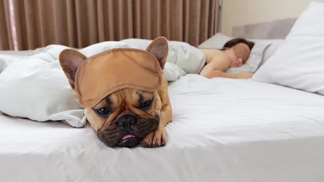 Cute French Bulldog with sleep mask pushed up on her head lounges patiently on bed while owner slumbers nearby, radiating adorable tranquility and gentle anticipation, waiting for woman to wake up