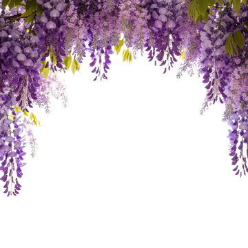 Deep purple wisteria and soft lavender blossoms form a natural floral arch around a bright white background, creating a fresh and serene botanical atmosphere
