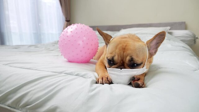 Cute dog wearing protective medical mask resting on large bed, sleepy and immovable with eyes almost closed. Pink ball resembling coronavirus, rolls from side and bumps into dog
