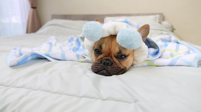Funny dog wearing headband with light blue pom-poms lies on bed under white-blue towel, resting after spa or bath session. Embodying adorable relaxation and canine charm in cozy home environment