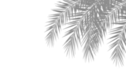 Realistic palm leaf shadow overlay effect on white background. Natural tropical coconut branch foliage silhouette, soft light shade. Summer design element, backdrop PNG © sani