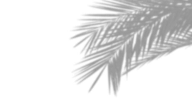 Tropical palm leaf shadow overlay effect on transparent background. Natural branch shade isolated, soft sunlight light effect. Summer mockup template, design PNG