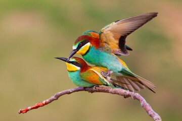 Fototapeta premium AVES Y PAJAROS EN LA NATURALEZA