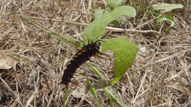 Caterpillar Feeding on Green Leaf Near the Ground 