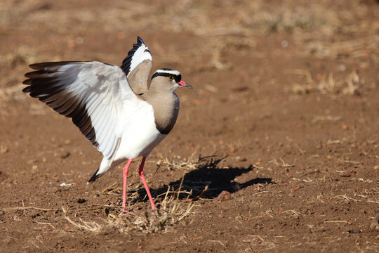Kronenkiebitz / Crowned plover or Crowned lapwing / Vanellus coronatus