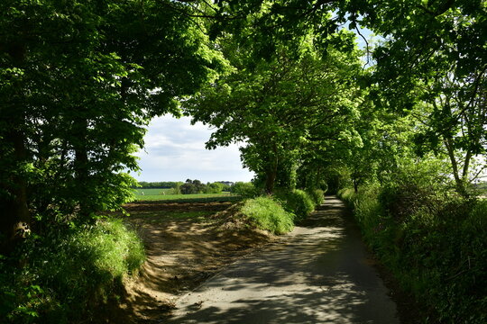 St Lawrence, Jersey, UK. rural country road in Spring..